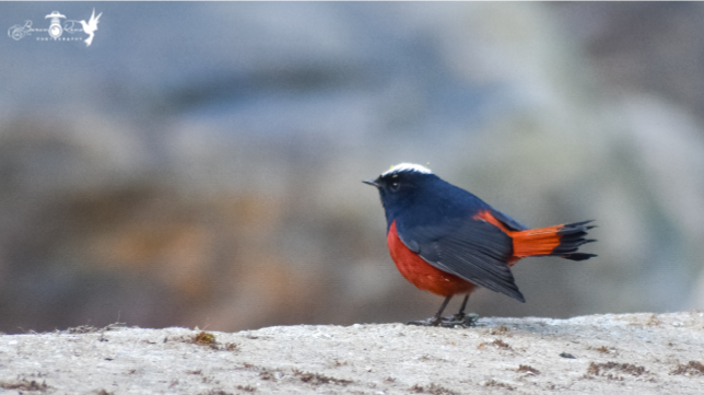 White Capped Redstart